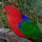 1200px-Alisterus_amboinensis_-Brevard_Zoo-8b-4c-762x600