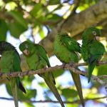 Psittacara euops (Kubanischer Sittich) 1