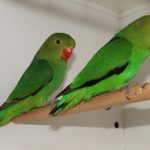 Agapornis