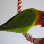 (Agapornis fischeri)