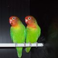 Agapornis lilianae