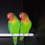 Agapornis lilianae