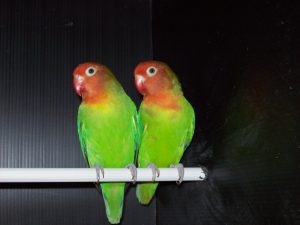 Agapornis lilianae