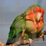 (Agapornis roseicollis)