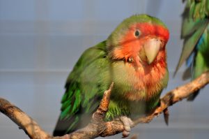 (Agapornis roseicollis)