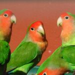 Agapornis_roseicollis