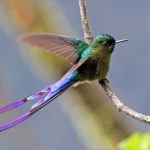 (Aglaiocercus coelestis)