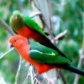 Königssittich (Alisterus scapularis)