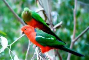 Königssittich (Alisterus scapularis)