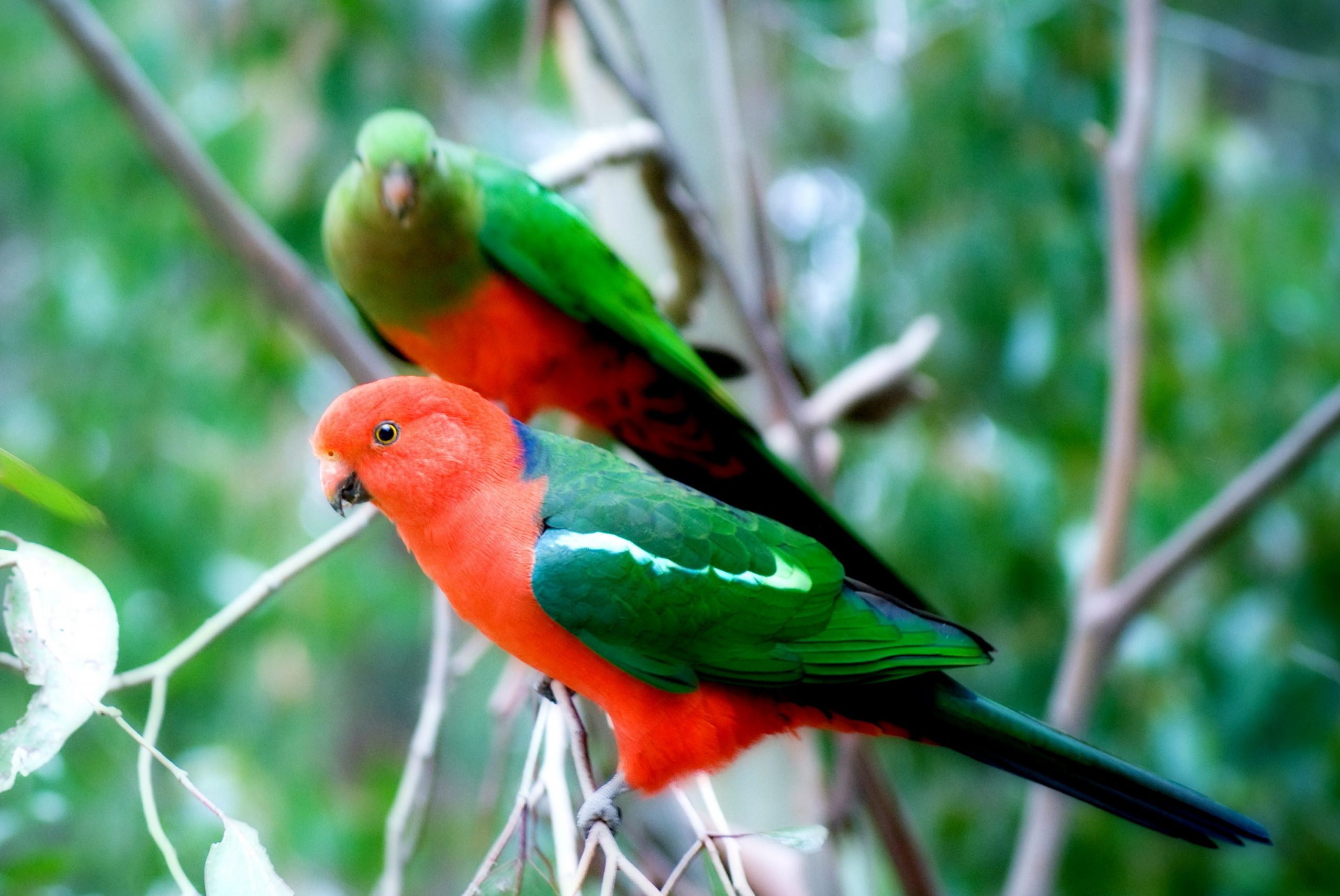 Königssittich (Alisterus scapularis)