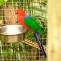Amboinasittich (Alisterus amboinensis)