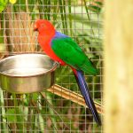 Amboinasittich (Alisterus amboinensis)