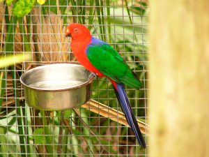 Amboinasittich (Alisterus amboinensis)