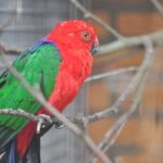 Amboinasittich (Alisterus amboinensis)2