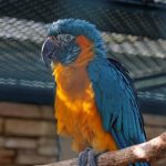 Ara_glaucogularis_-captive-8a-800x533