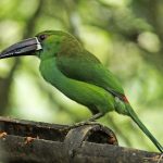 (Aulacorhynchus haematopygus)