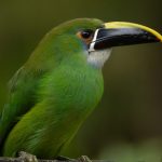 (Aulacorhynchus prasinus)