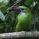 (Aulacorhynchus sulcatus)