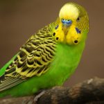 Australischer Wellensittich