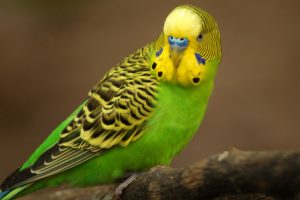 Australischer Wellensittich