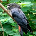 Banks-Rabenkakadu (Calyptorhynchus banksii), auch Rotschwanz-Rabenkakadu
