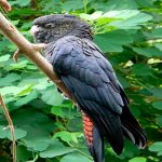 Banks-Rabenkakadu (Calyptorhynchus banksii), auch Rotschwanz-Rabenkakadu
