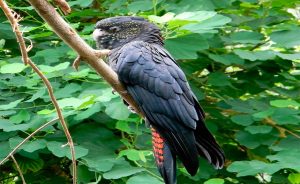 Banks-Rabenkakadu (Calyptorhynchus banksii), auch Rotschwanz-Rabenkakadu