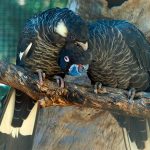 Baudins Weißohr-Rabenkakadu (Calyptorhynchus baudinii)