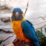 Blaukehlara