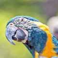 Blaulatzara, auch Blaukehlara oder Caninde-Ara (Ara glaucogularis)
