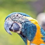 Blaulatzara, auch Blaukehlara oder Caninde-Ara (Ara glaucogularis)