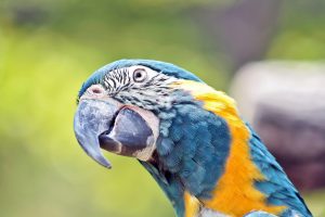Blaulatzara, auch Blaukehlara oder Caninde-Ara (Ara glaucogularis)