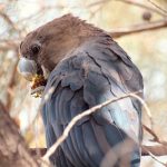 Braunkopfkakadu (Calyptorhynchus lathami)