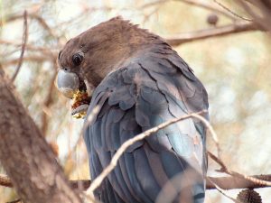 Braunkopfkakadu (Calyptorhynchus lathami)