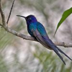 Breitschwingenkolibri