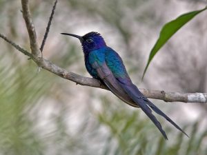 Breitschwingenkolibri