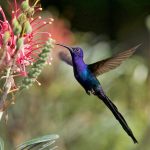 Breitschwingenkolibri (Eupetomena macroura)