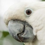 Cacatua-alba