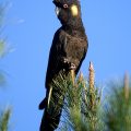 Gelbohr-Rabenkakadu (Calyptorhynchus funereus)