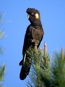 Gelbohr-Rabenkakadu (Calyptorhynchus funereus)