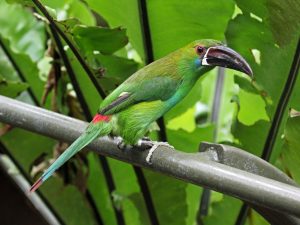 Blutbürzelarassari (Aulacorhynchus haematopygus)