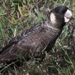 Endangered-Cockatoo-2013-01-1-800x531
