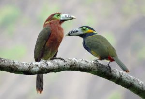 Fleckenarassari (Selenidera maculirostris)