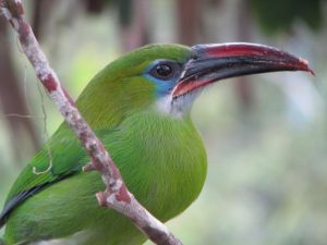 Gelbbrauenarassari (Aulacorhynchus huallagae)