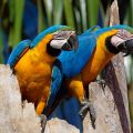 Gelbbrustara (Ara ararauna)