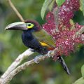 Gelbohrarassari (Selenidera spectabilis)