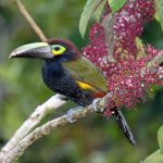 Gelbohrarassari (Selenidera spectabilis)