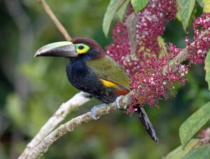 Gelbohrarassari (Selenidera spectabilis)