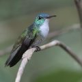 Glanzamazilie (Amazilia versicolor)