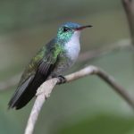 Glanzamazilie (Amazilia versicolor)